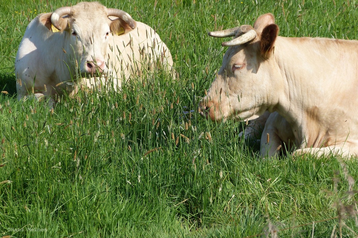 Nienichmehr Wattestockjes | selbst&nbsp;versucht