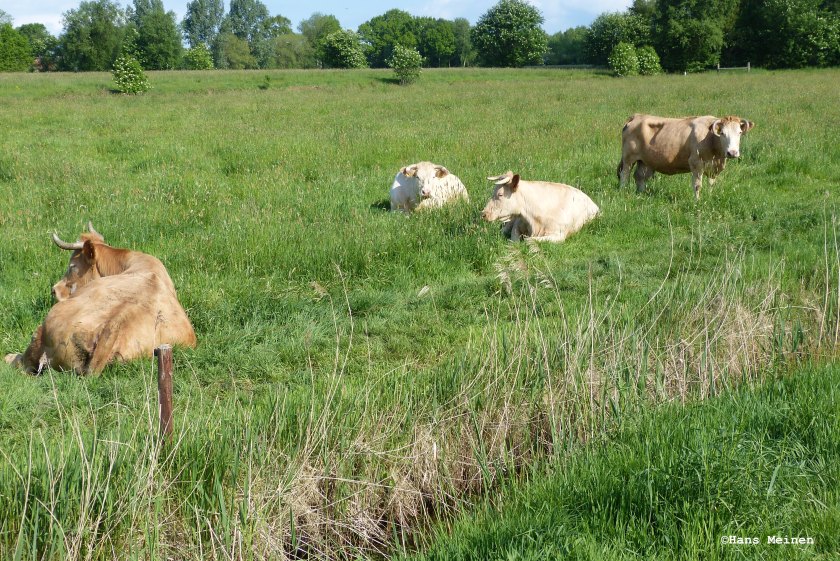 Nachhaltige Milch