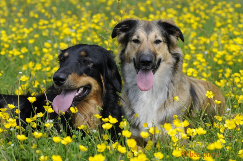 Nachhaltig gefütterte Hunde