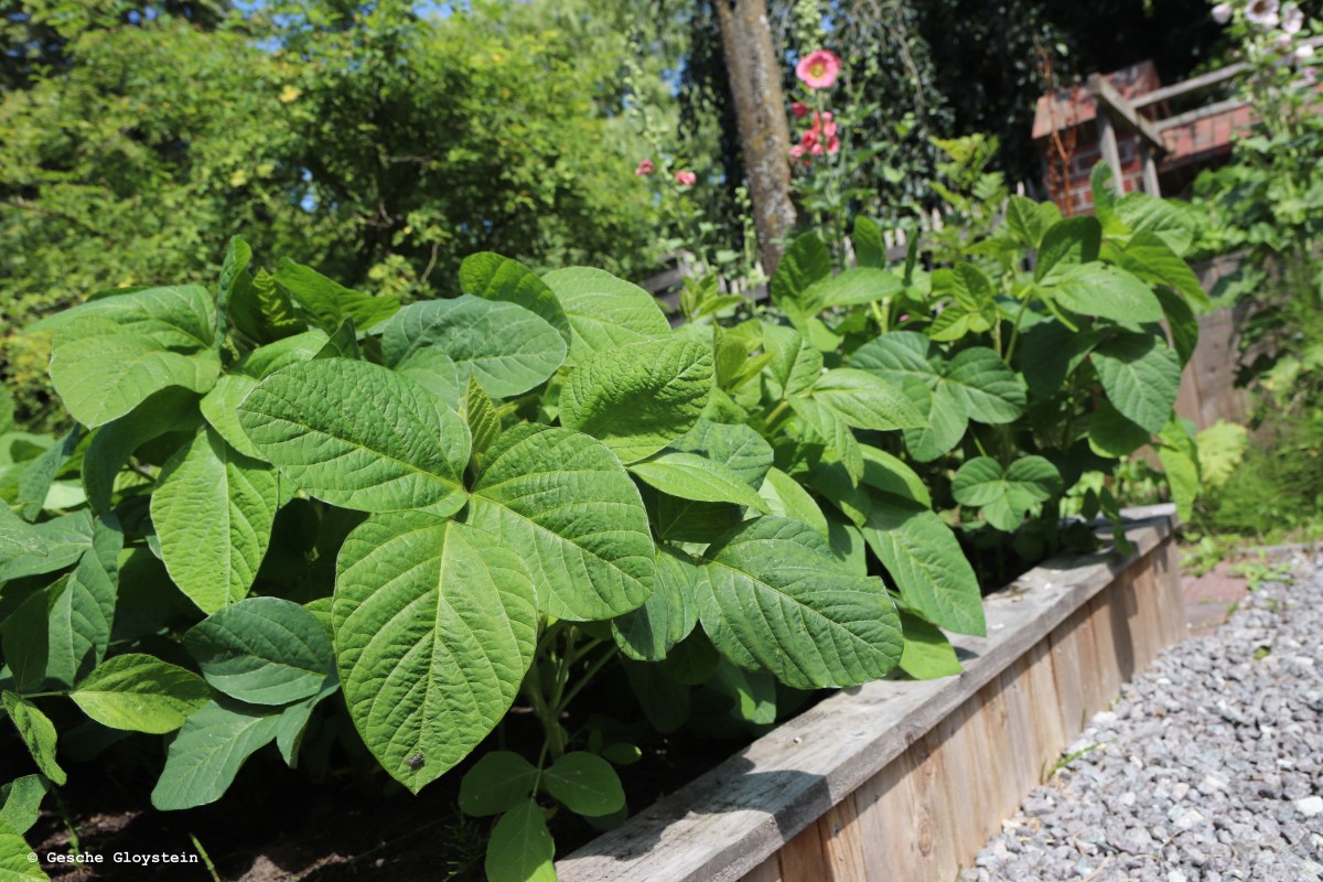 Wächst Soja in Norddeutschland? | selbst&nbsp;versucht