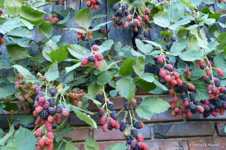 Bild 1 Erntereife Brombeeren