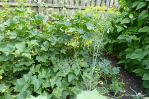 Bild 4 Dill und Gurkenpflanzen