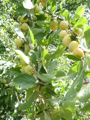 Bild 6 Mirabellen, schon fast reif