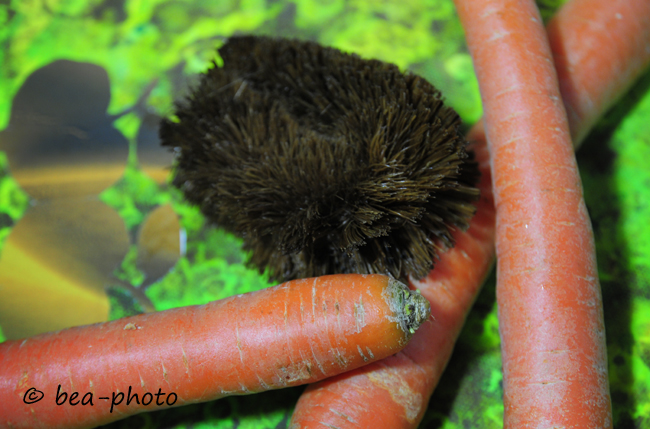 Kokosbürste schrubbt Karotten, Möhren, Kartoffeln, Topinambur und andere Wurzeln.