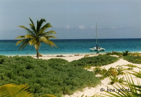 Sonne, Wasser, Strand und die Kokospalme gehören einfach zusammen.