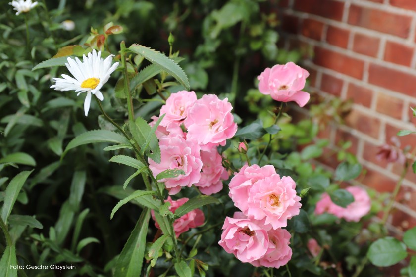 Rosenblätter, rosa.