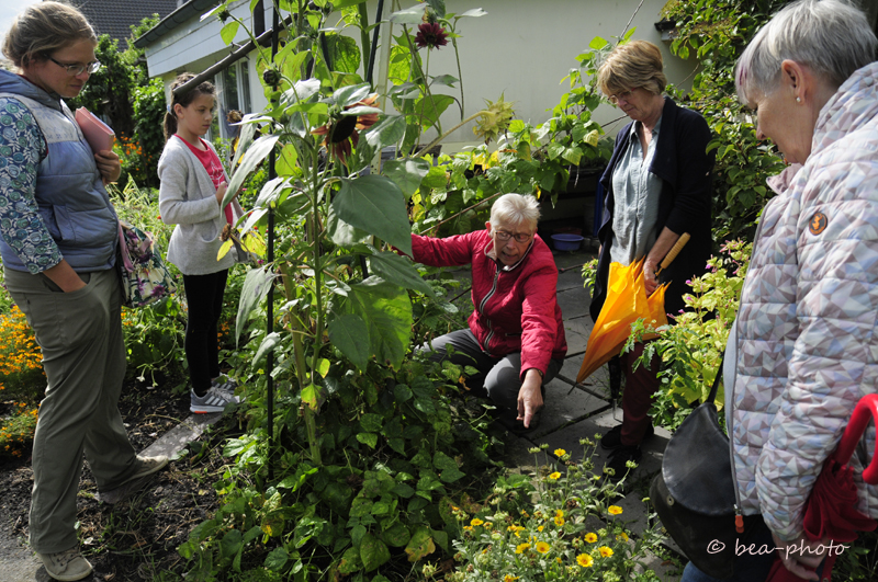 Mischkultur gehört zum Prinzip des Vielfaltsgartens von Renate Düring.
