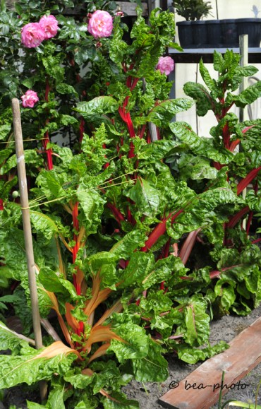 Mangold zur Saatgutgewinnung bei Renate Düring