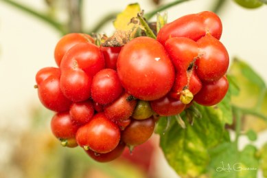 Russsiche Reisetomate im Vielfaltsgarten von Renate Düring.