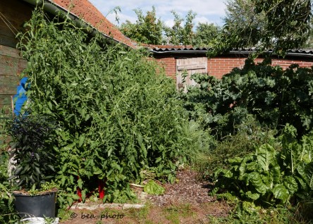 Tomate Rote Zora im Gemüsegarten.