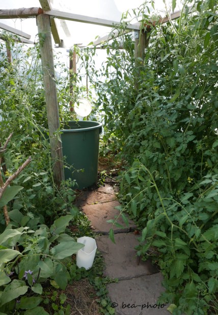 Tomate Rote Zora im Gewächshaus