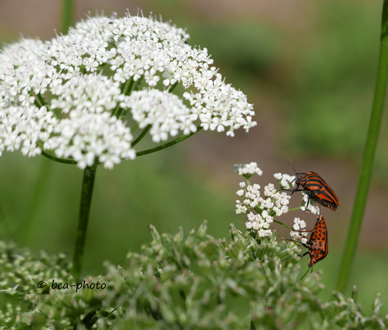 Wiesenkerbel mit Käfern.