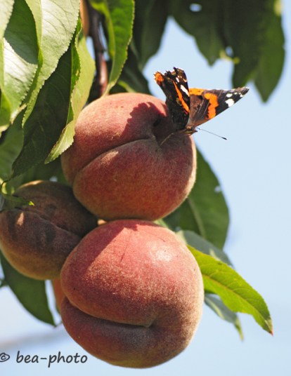 Kleiner Admiral auf Pfirsich.