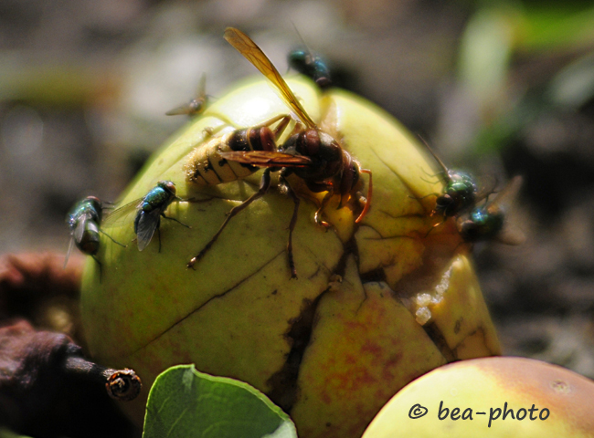 Hornisse und Fliegen auf Birne.