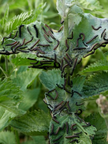 Brennessel und Raupen vom Schmetterling