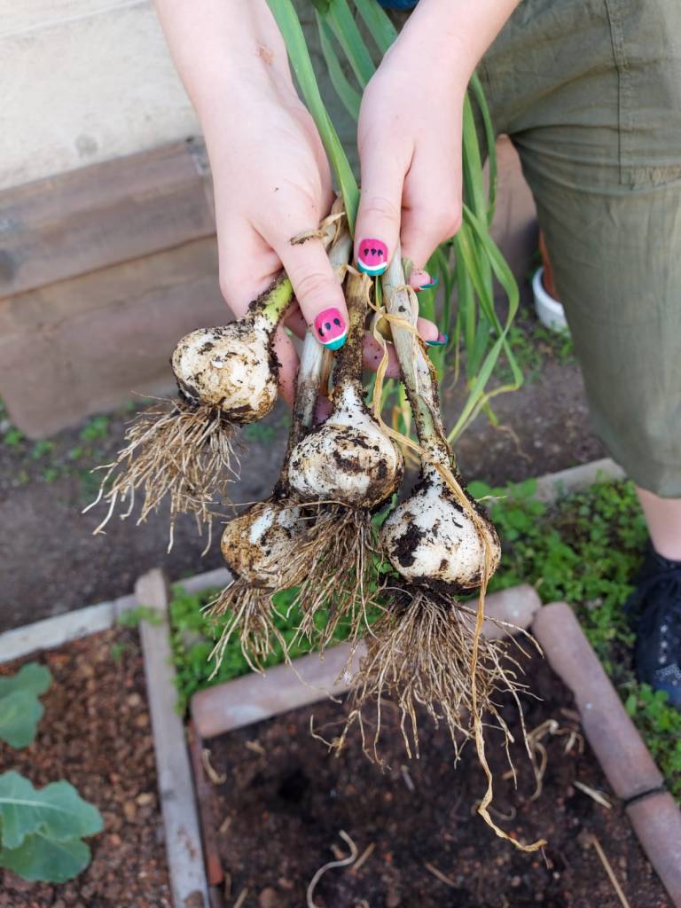 Selbst geernteter Knoblauch