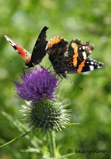 _1110185 cmix 2 falter xs