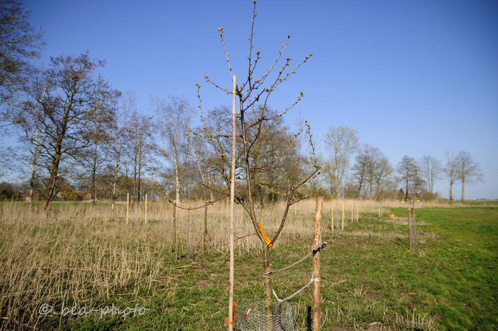 Es soll summen und brummen Teil&nbsp;2