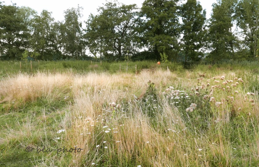 _1150295 cmix green wave xs