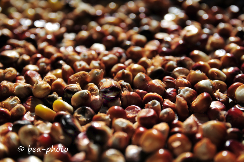 Saatgutgewinnung aus eigenem Mais.