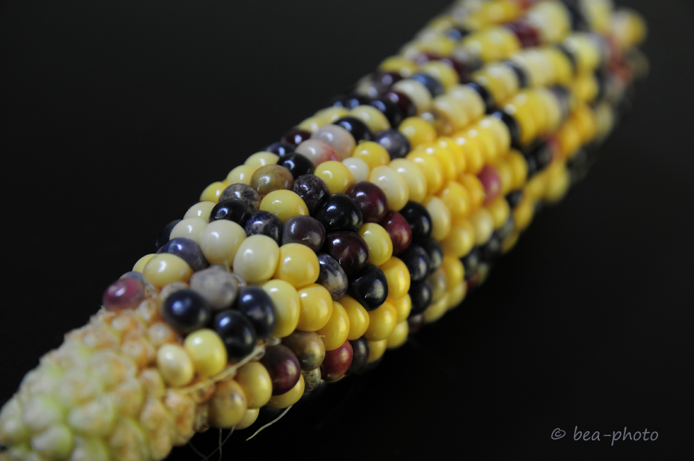 Kunterbunter Maiskolben mit gelben und blauen Körnern.