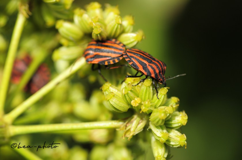 Feuerwanze auf Liebstöckel