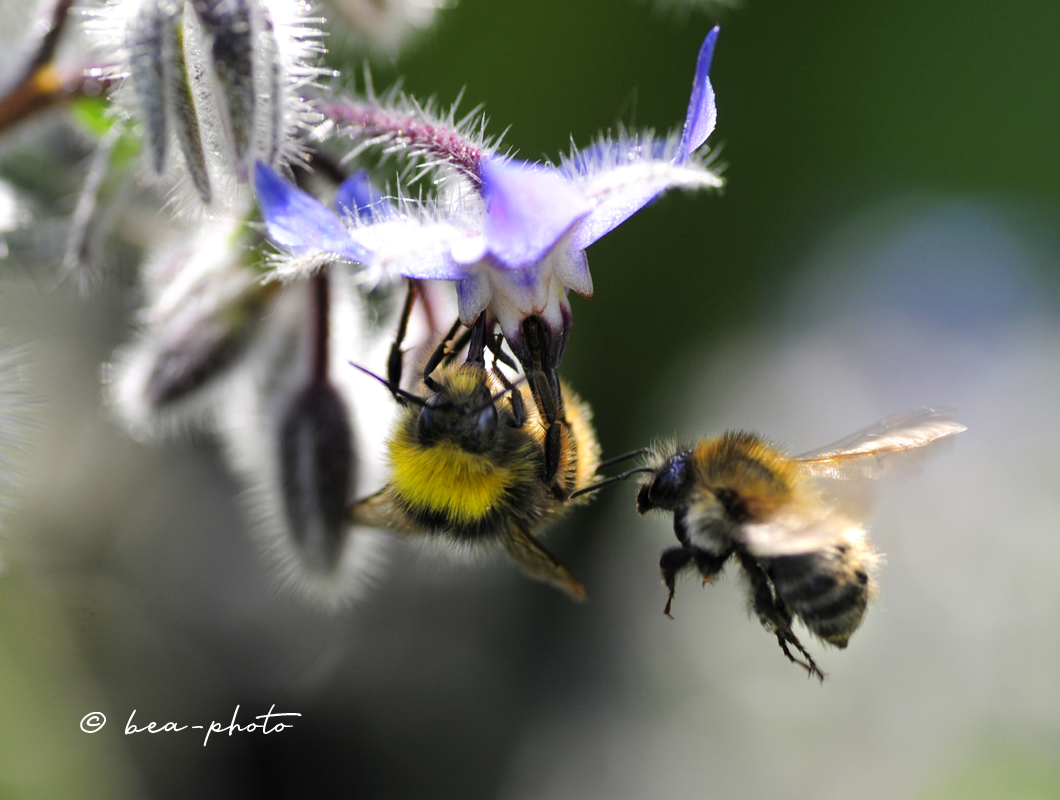 Kräuter für die Natur und&nbsp;mich