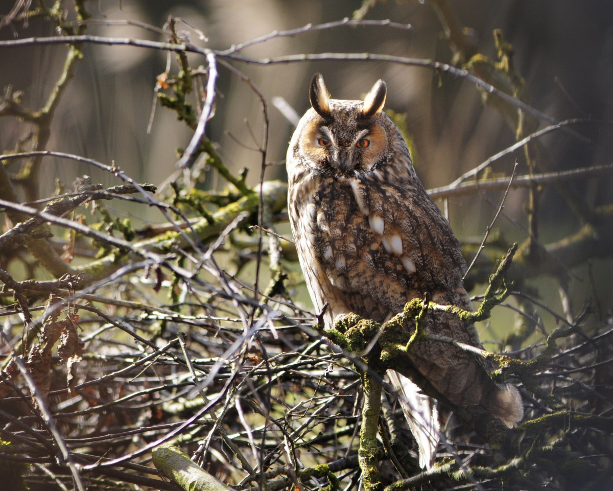 Für euch getestet: App&nbsp;BirdNET