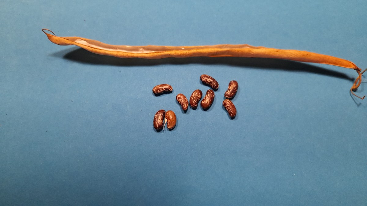 Ein Talisman im Garten – Mein Bohnenexperiment