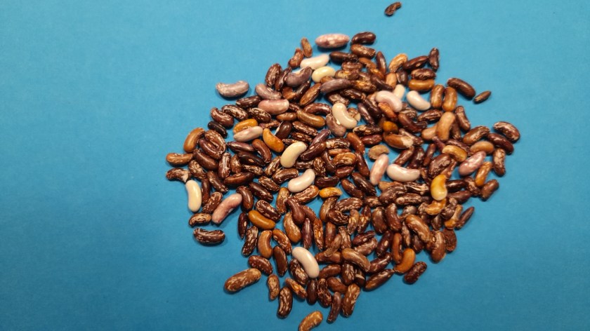 Bohnenernte auf blauem Untergrund