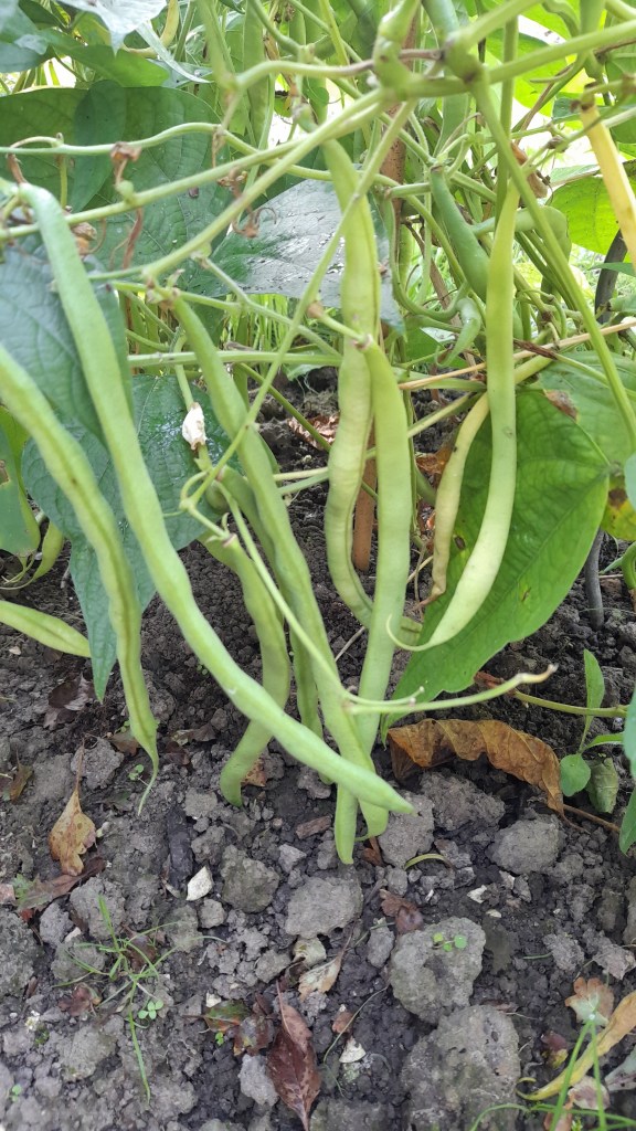 Bohnenschoten im Beet