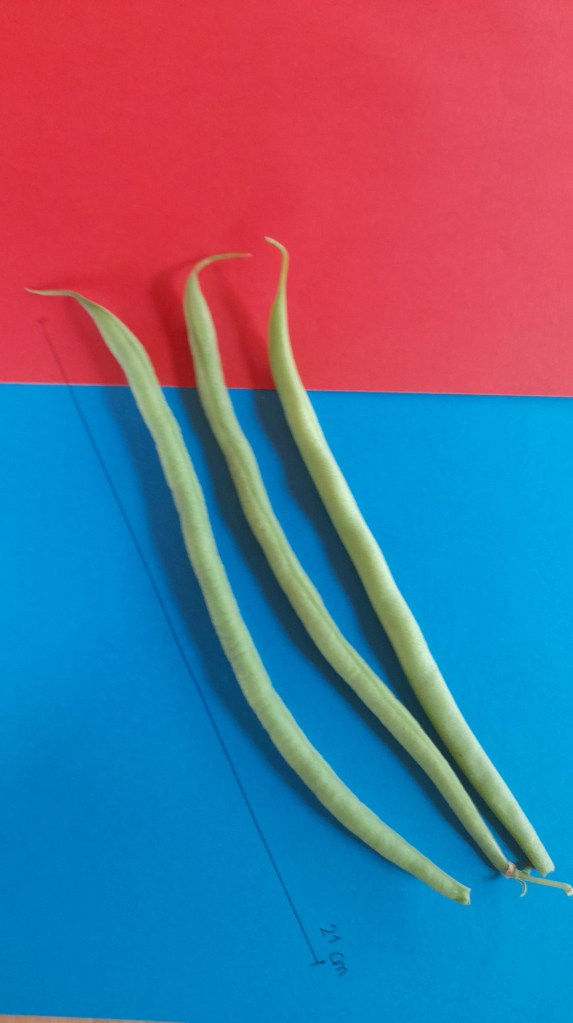 3 Bohnenschoten