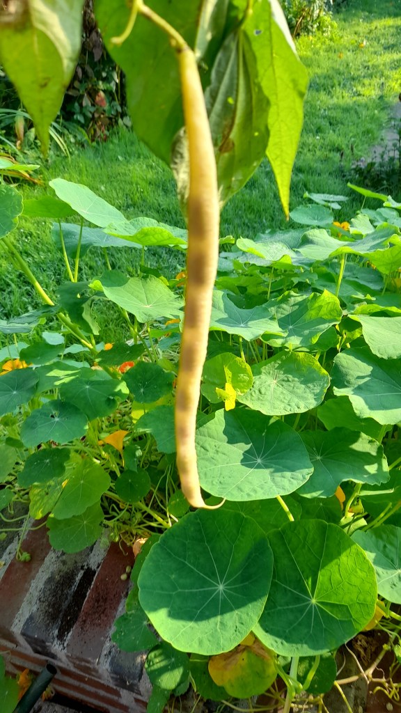 Reife Bohnenschote im Garten über Kapuzinerkresse