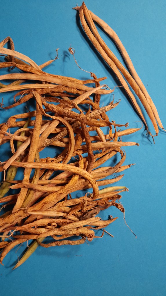 Geerntete Bohnenschoten