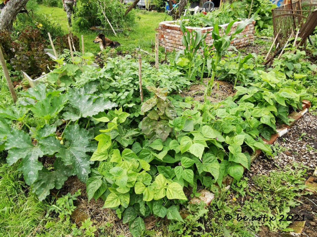 Die Anbauweise der 3 Schwestern im Selbstversorgergarten ausprobiert.