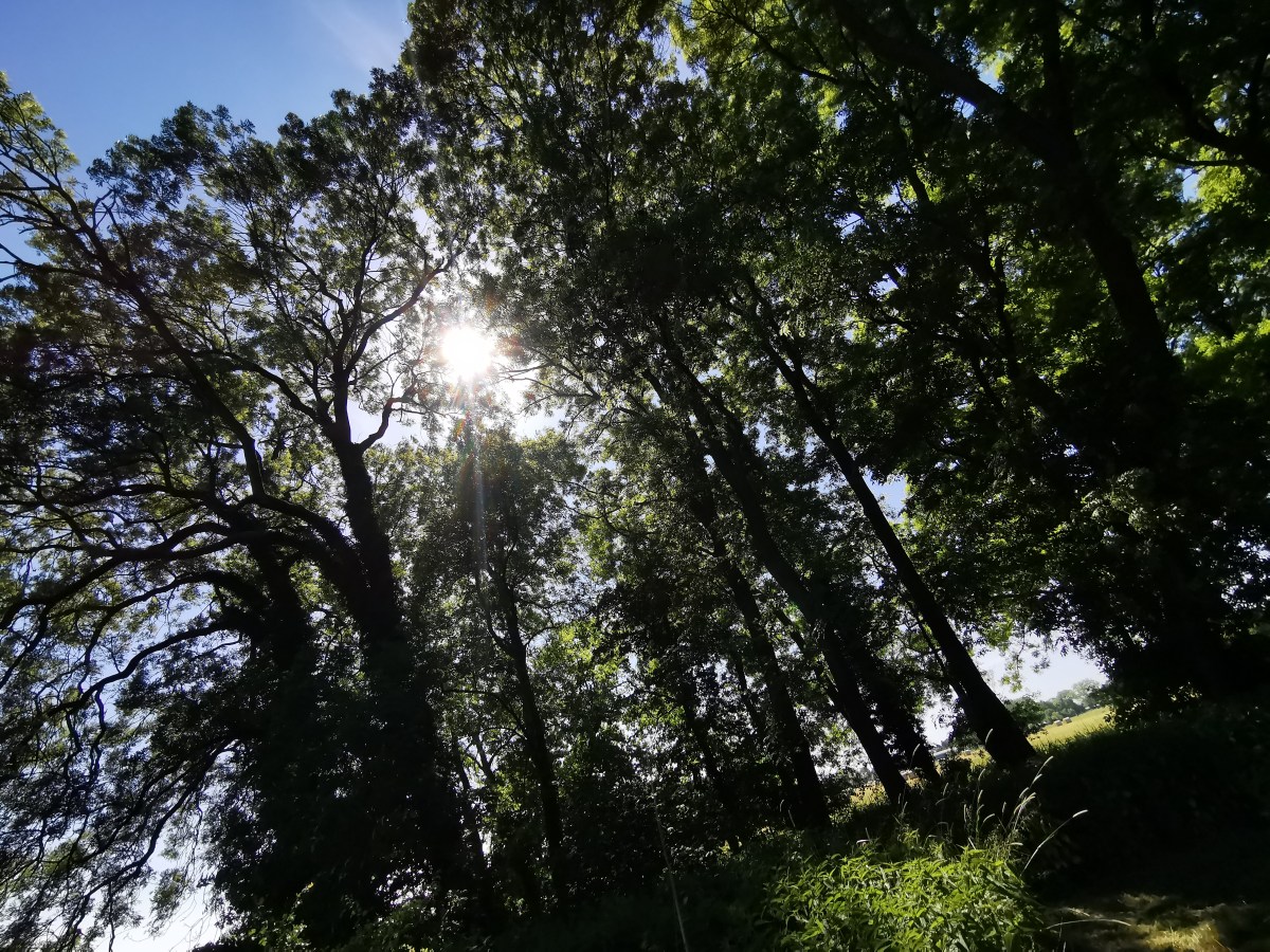 Das böse Wort mit&nbsp;N